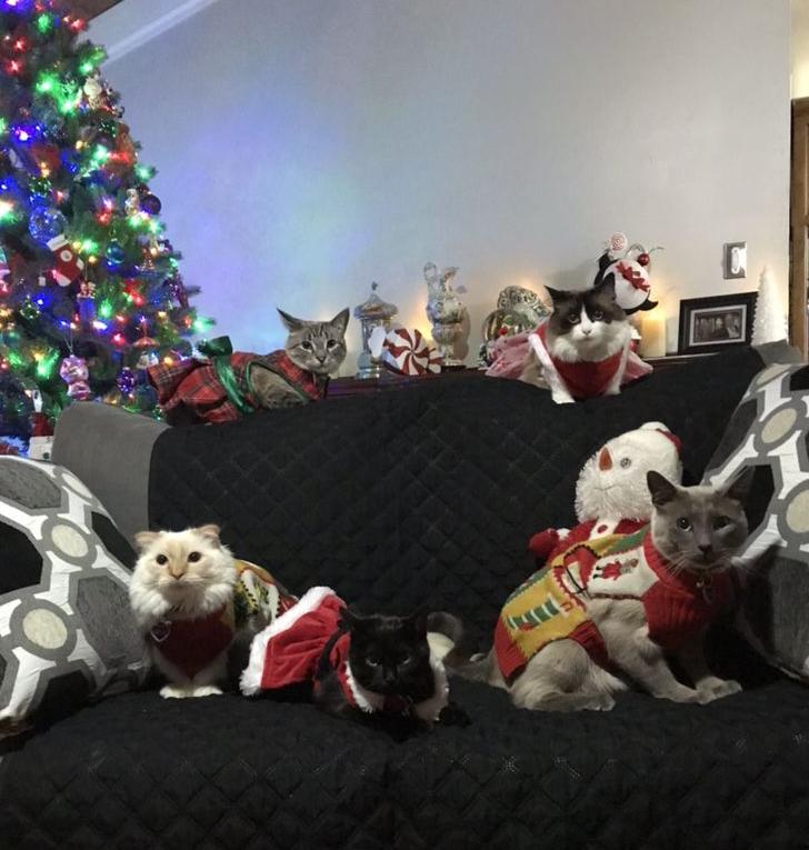 Christmas Cats 2018